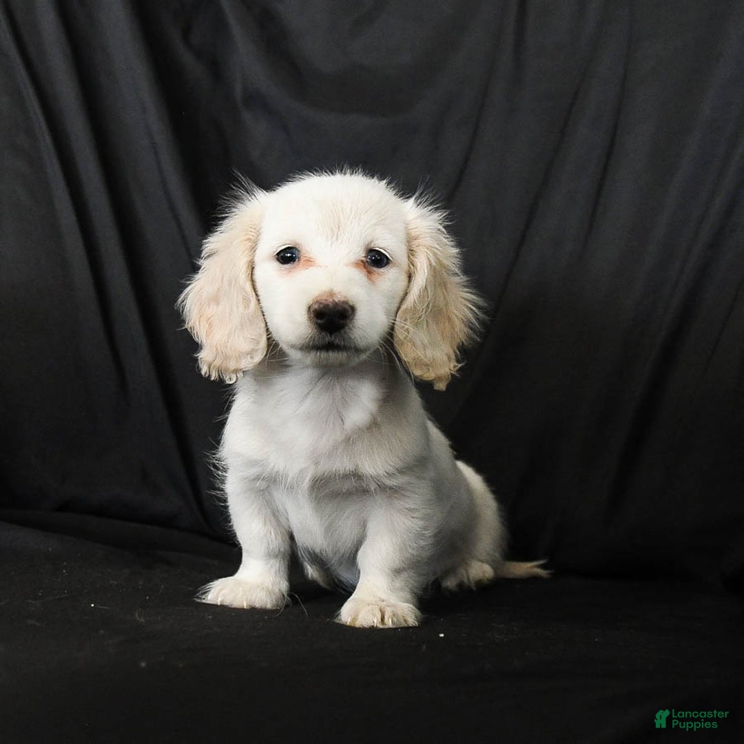 Miniature Dachshund dogs for sale: Waffles - Ad 2