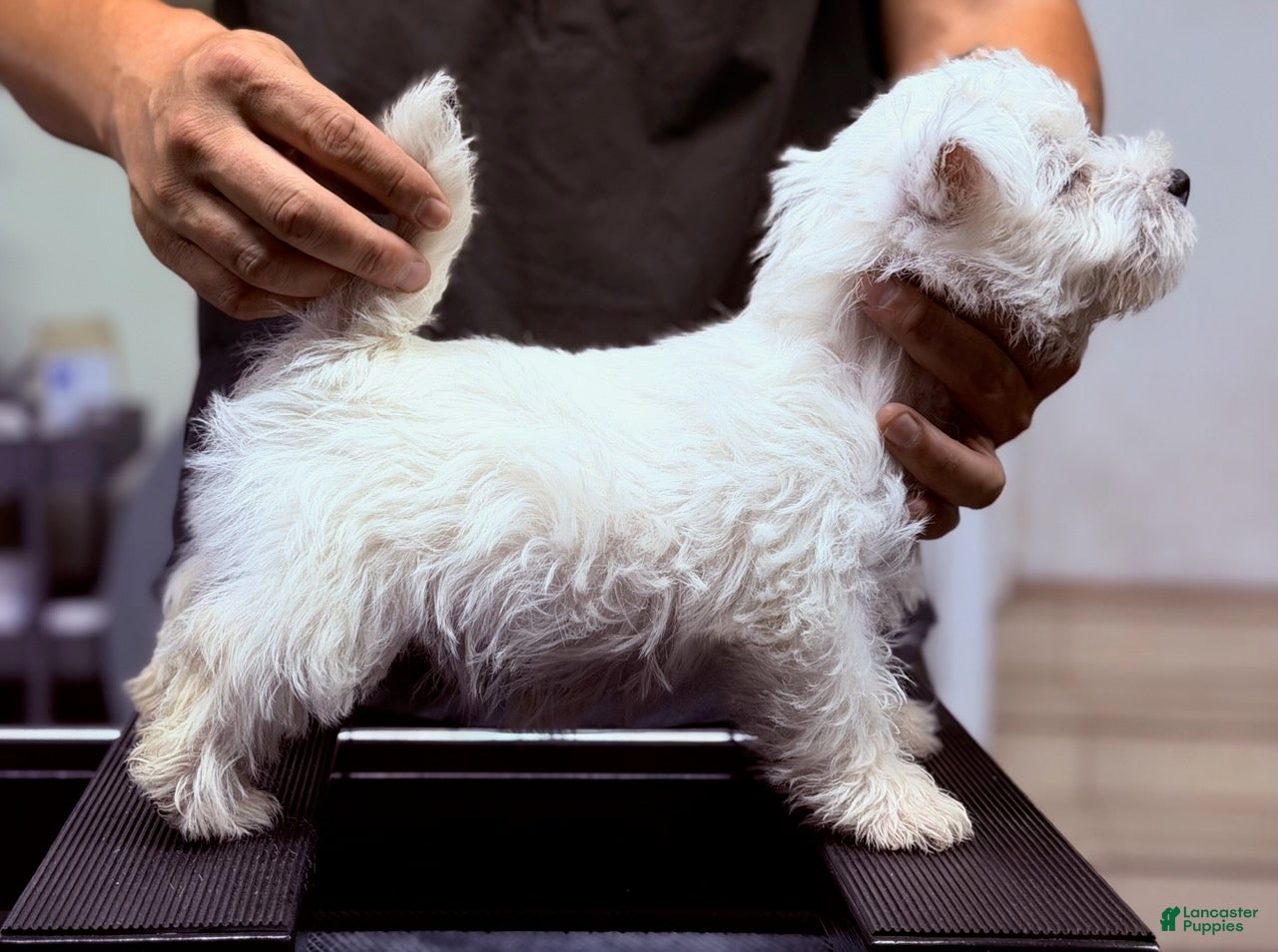 West Highland Terrier dogs Boy - Ad 1