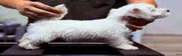 West Highland Terrier dogs for sale: Boy - Ad 1