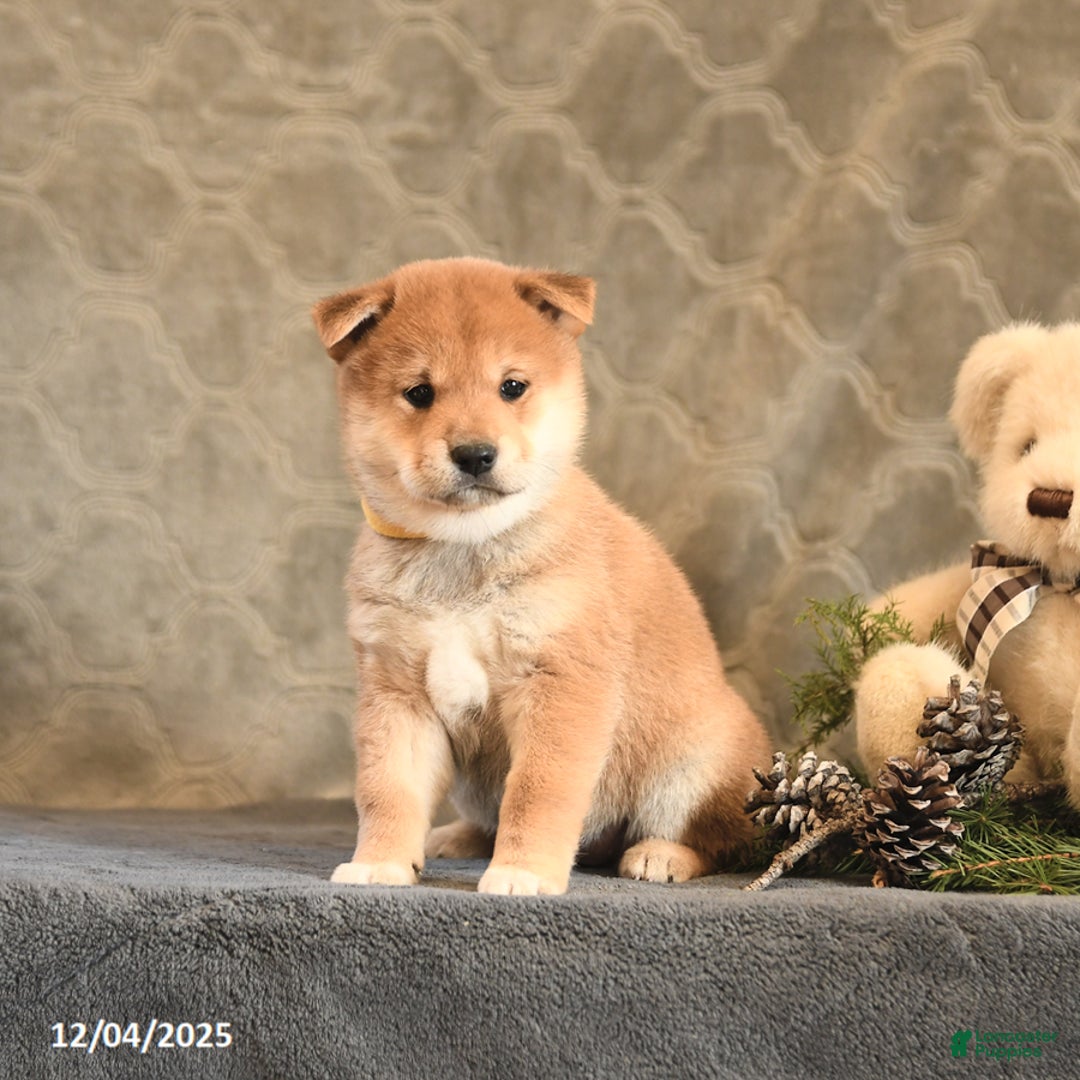 Shiba Inu dogs for sale: Tassel - Ad 5