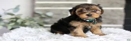 Yorkiepoo dogs for sale: Bentley - Ad 6