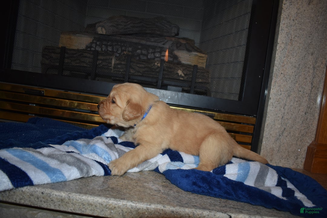 Golden Retriever dogs for sale: Ranger - Ad 4