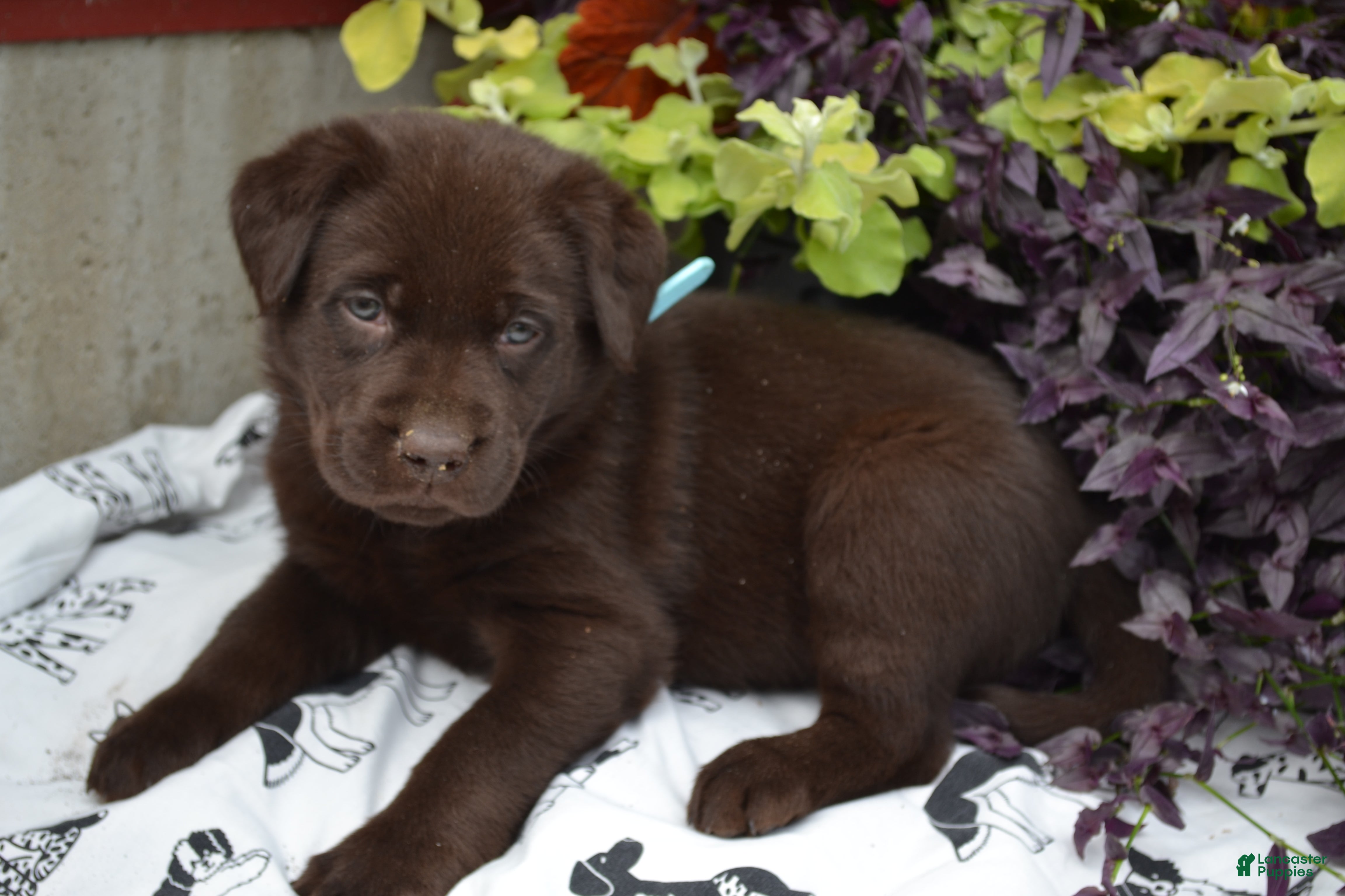 Labrador Retriever dogs Lynsey - Ad 1