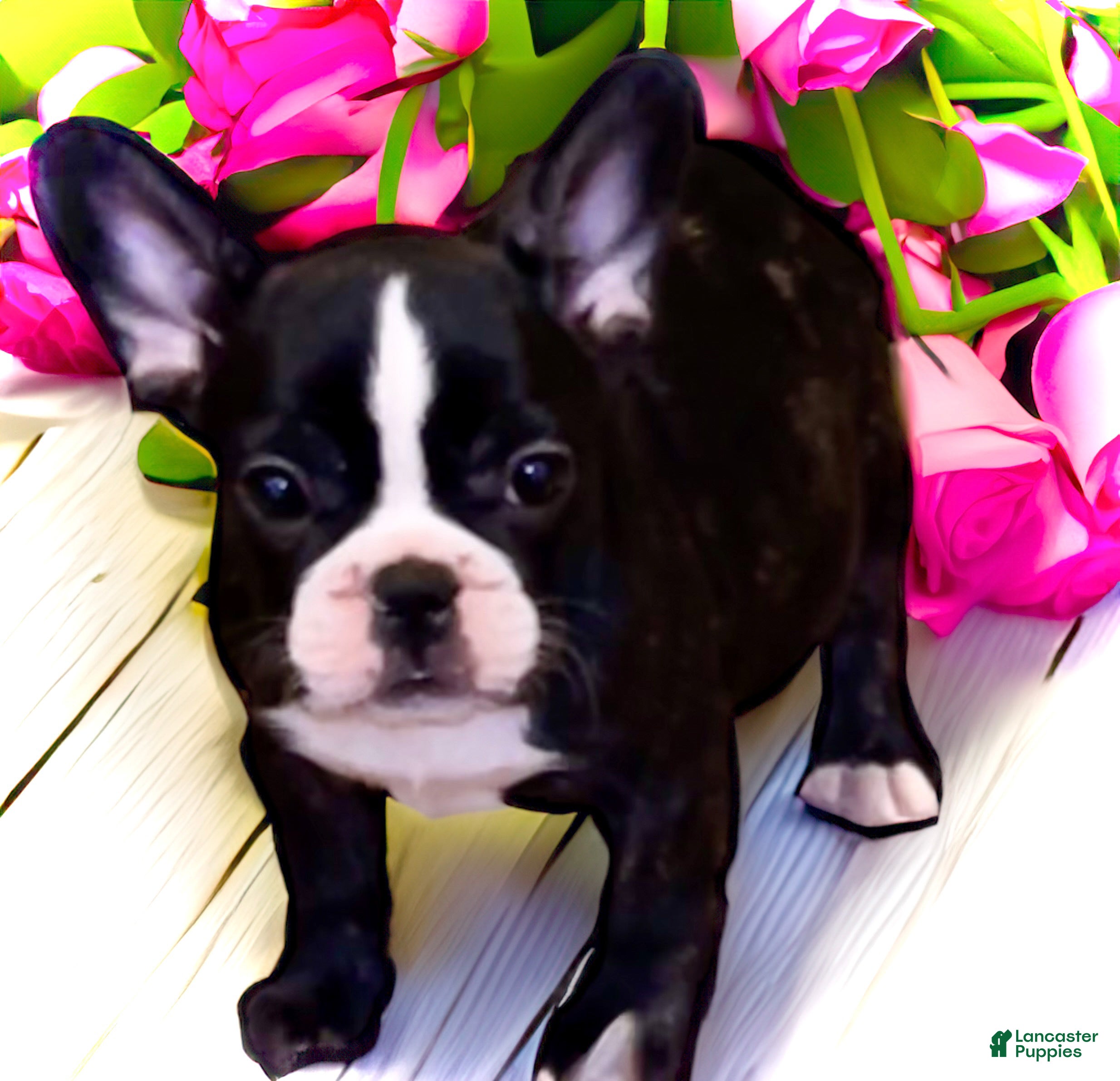 French Bulldog dogs Venus - Ad 1