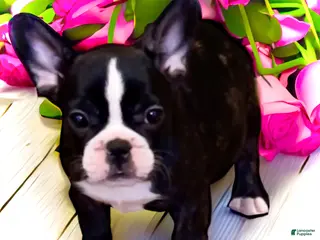 French Bulldog dogs for sale: Venus - Ad 4