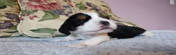 English Springer Spaniel dogs for sale: Beth - Ad 5