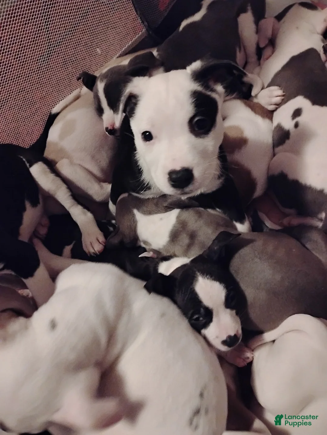 American Pit Bull Terrier dogs for sale:  Puppy 1 - Ad 1
