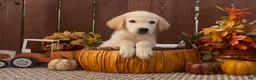 Labrador Retriever dogs for sale: Labrador Retriever 1 - Ad 2