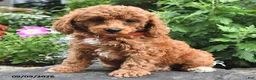 Miniature Poodle dogs for sale: Freddy  - Ad 1