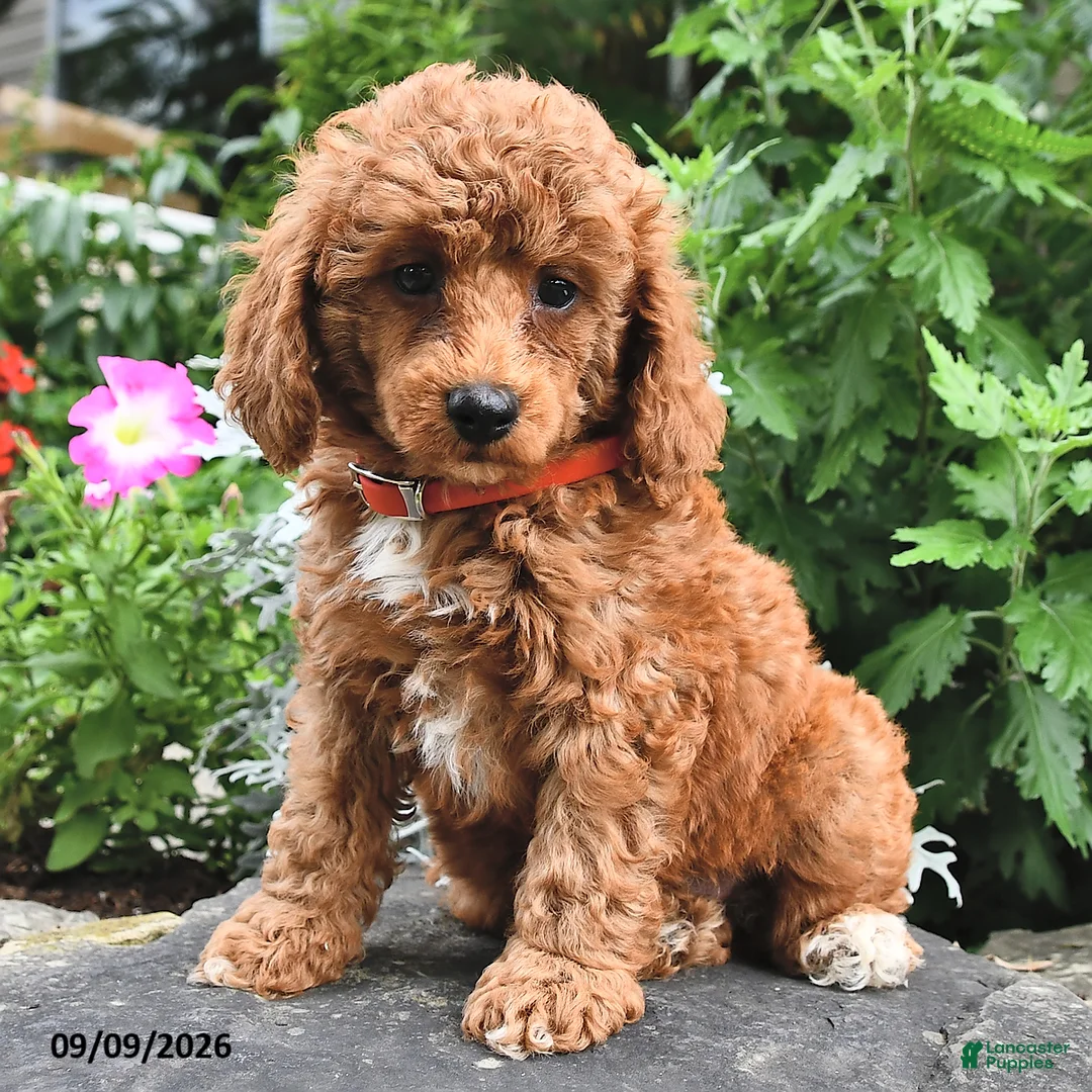 Miniature Poodle dogs for sale: Freddy  - Ad 1