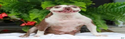 Boston Terrier dogs for sale: Bruce  - Ad 4