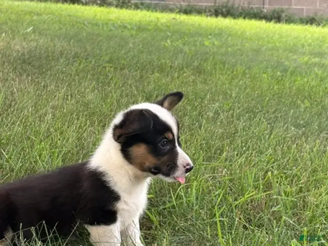 Welsh Corgi Pembroke dogs for sale: Welsh Corgi Pembroke 1 - Ad 2