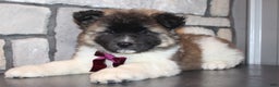 Akita dogs for sale: Lucy - Ad 6