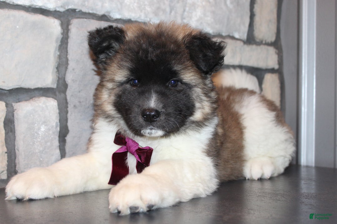 Akita dogs for sale: Lucy - Ad 6