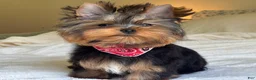 Yorkshire Terrier dogs for sale: Cody - Ad 1