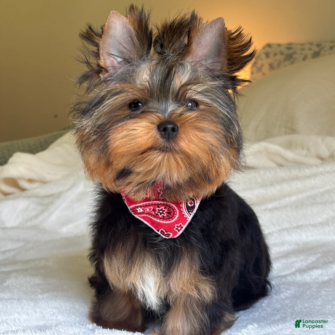Yorkshire Terrier dogs for sale: Cody - Ad 1