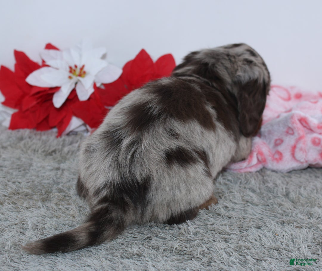 Miniature Dachshund dogs for sale: Haley - Ad 3