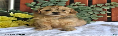 Cheddar
