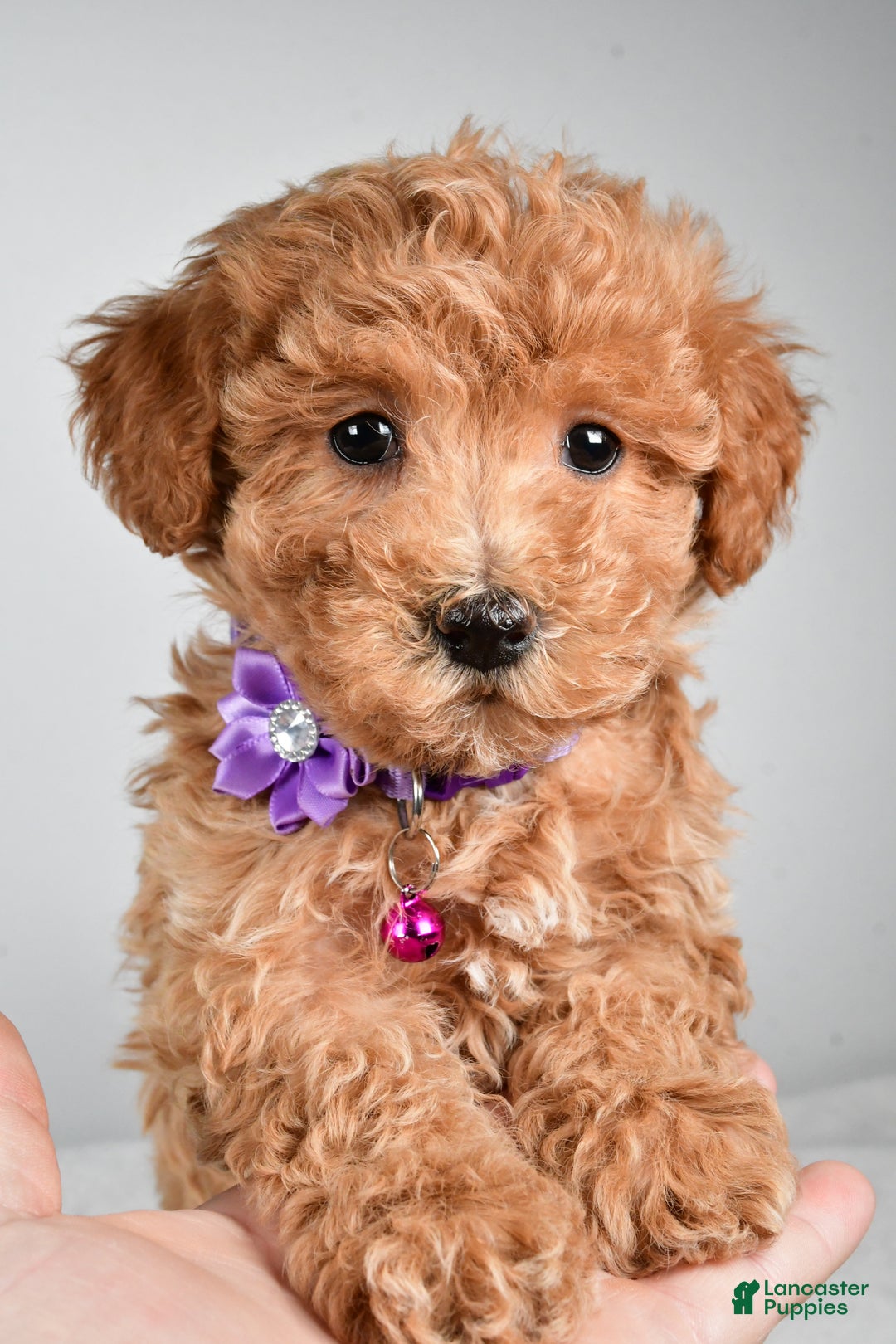 Maltipoo dogs for sale: Sara - Ad 5