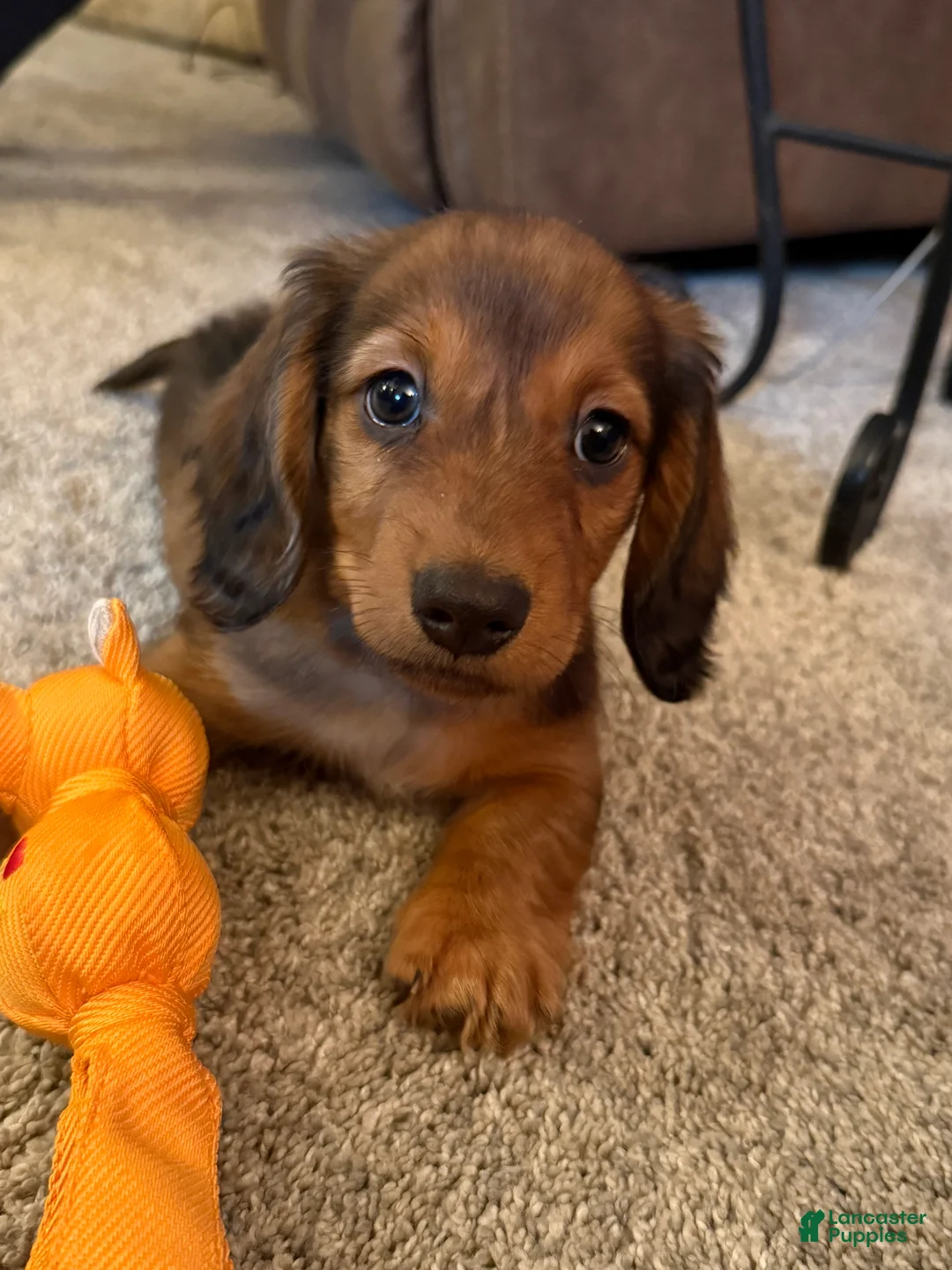 Dachshund dogs for sale: Schnitzel  - Ad 2