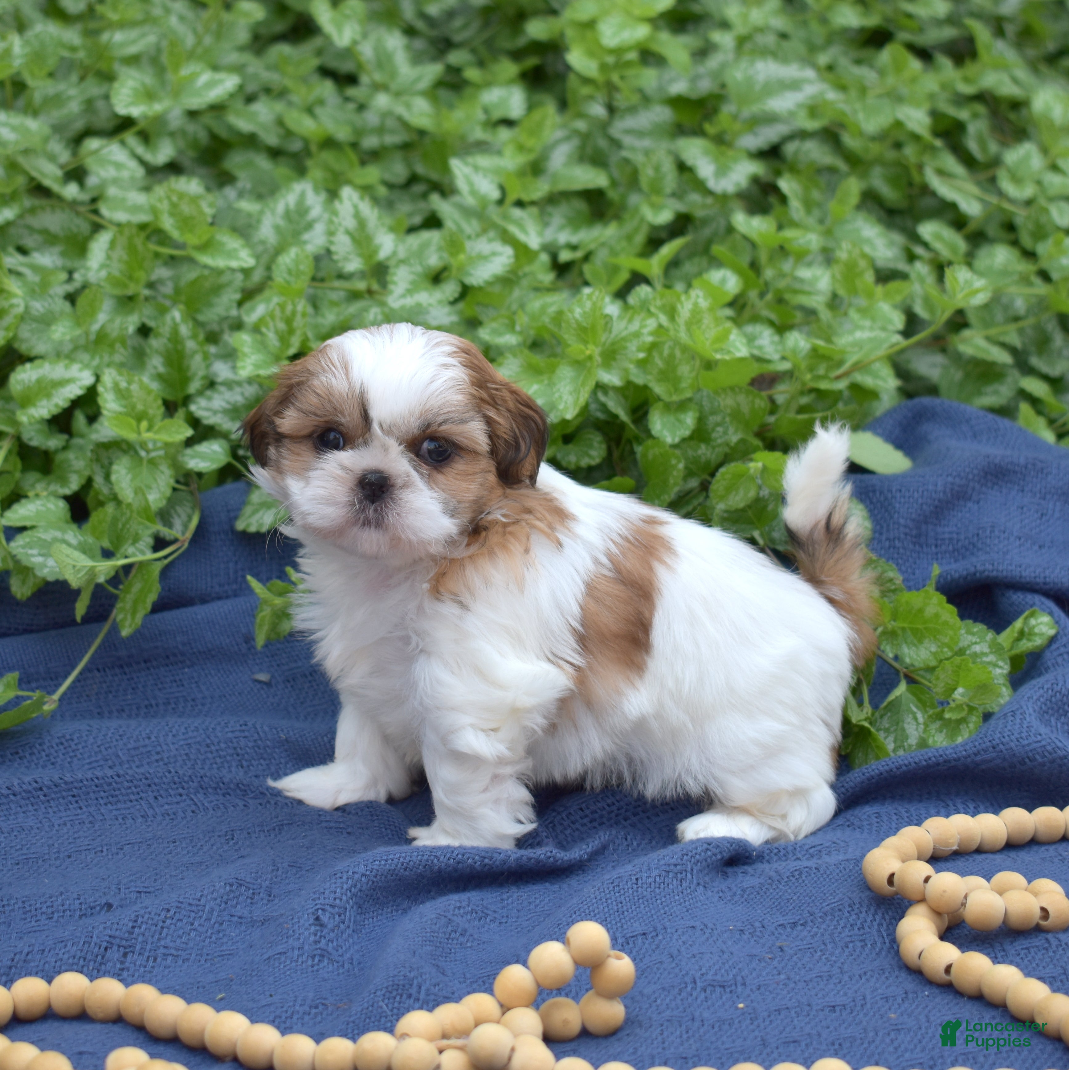 Shih Tzu dogs Millie - Ad 2