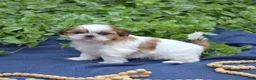 Shih Tzu dogs for sale: Millie - Ad 2