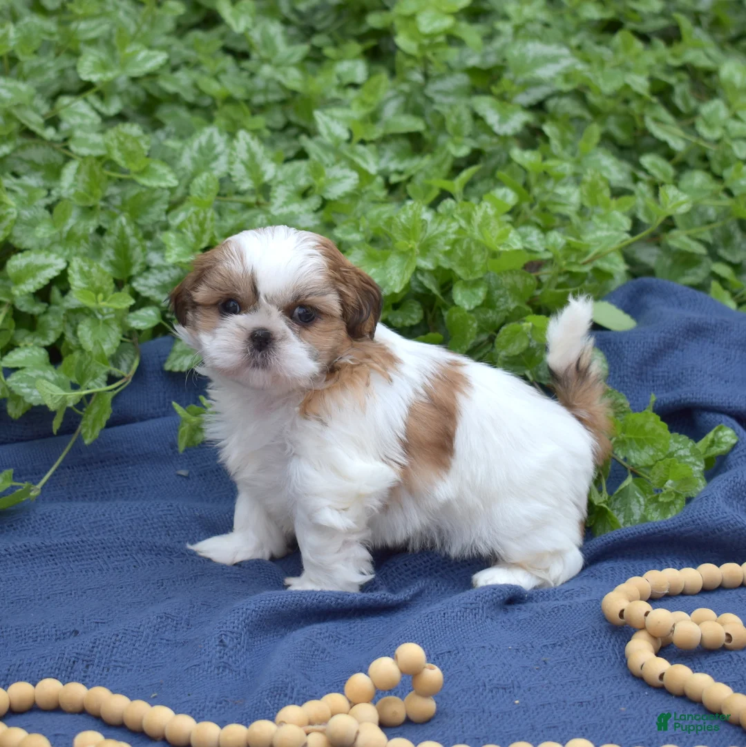 Shih Tzu dogs for sale: Millie - Ad 2