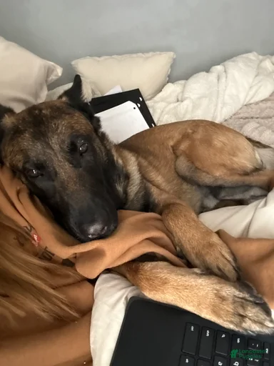 Gallery Image {{count}}