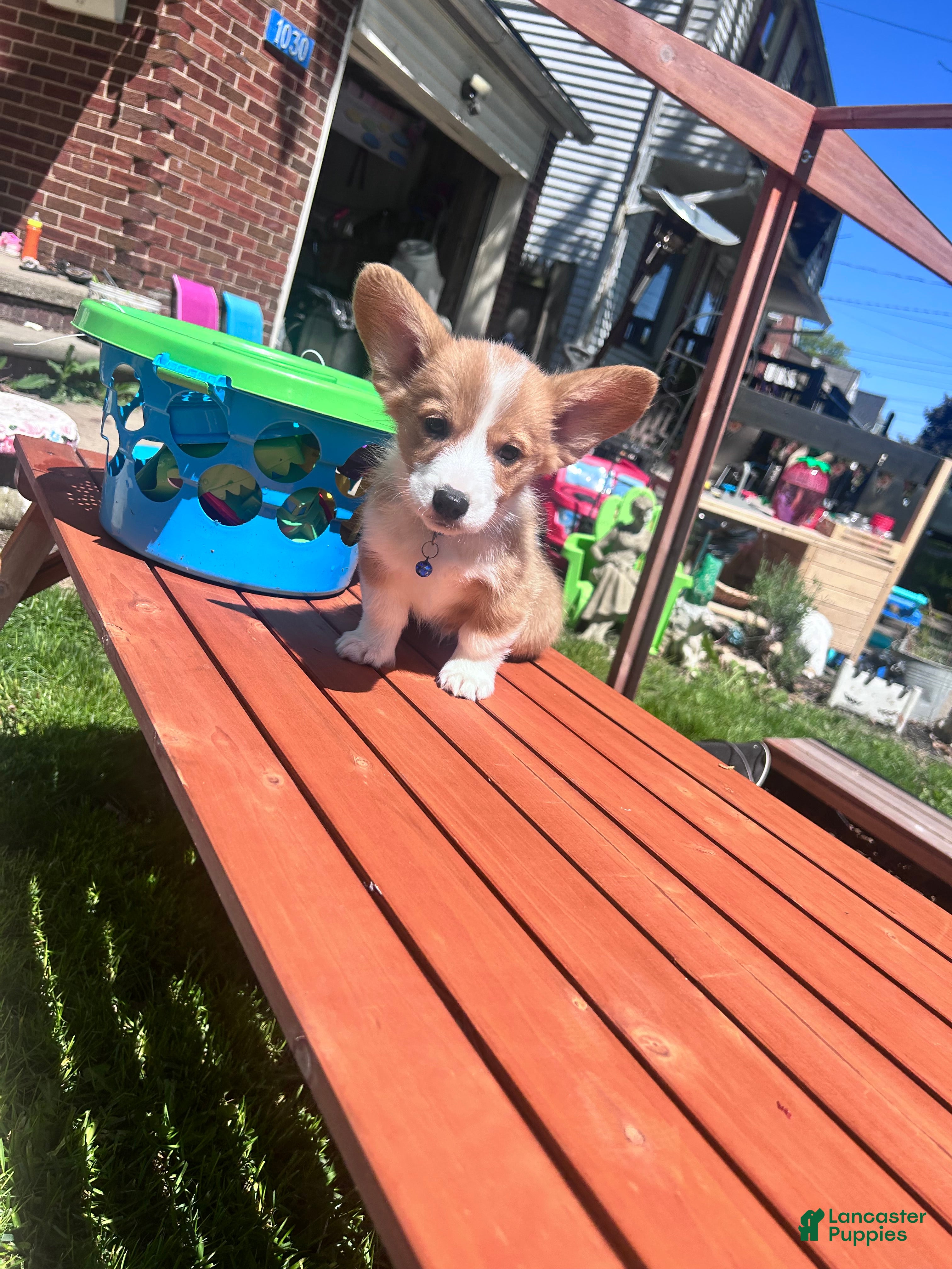 Welsh Corgi Pembroke dogs Dr. Dew - Ad 5