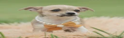 Chihuahua dogs for sale: Papi - Ad 2