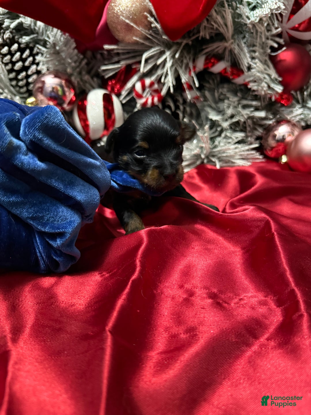 Yorkshire Terrier dogs for sale: Rigatoni  - Ad 12