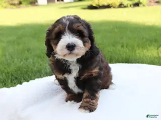 Mini Bernedoodle dogs for sale: Tiny - Ad 4