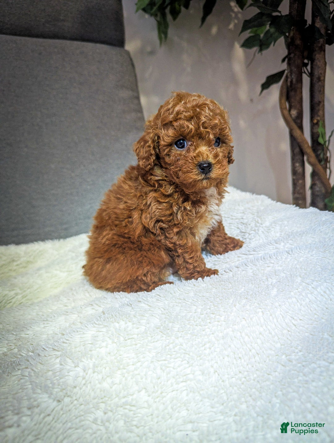 Toy Poodle dogs for sale: Gabe - Ad 6