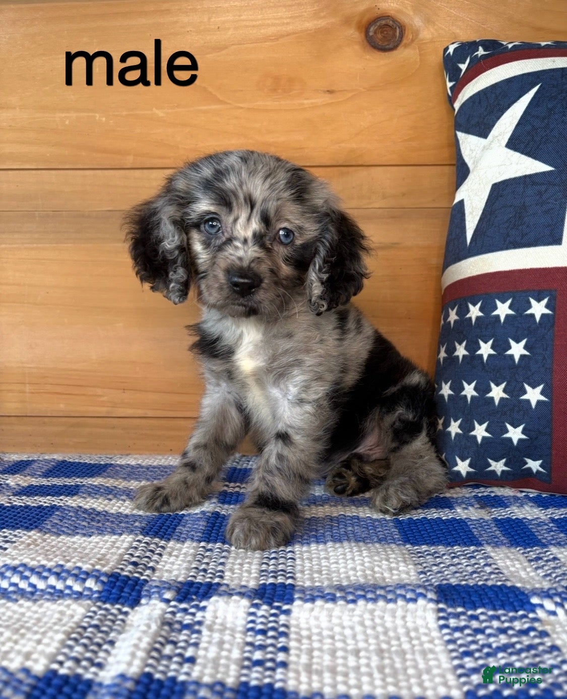 Mixed Breed dogs Mixed Breed 1 - Ad 30