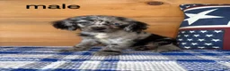 Mixed Breed dogs for sale: Mixed Breed 1 - Ad 1