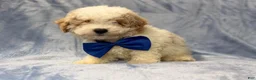 Bichpoo dogs for sale: Hercules - Ad 8