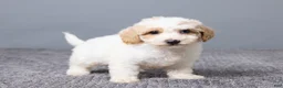 Bichpoo dogs for sale: Kenzie - Ad 4