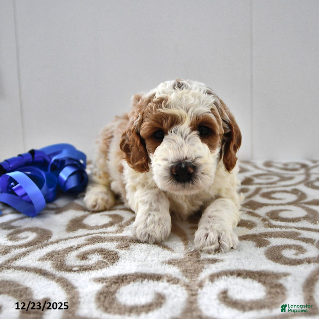 Mini Goldendoodle dogs for sale: Fletcher - Ad 9