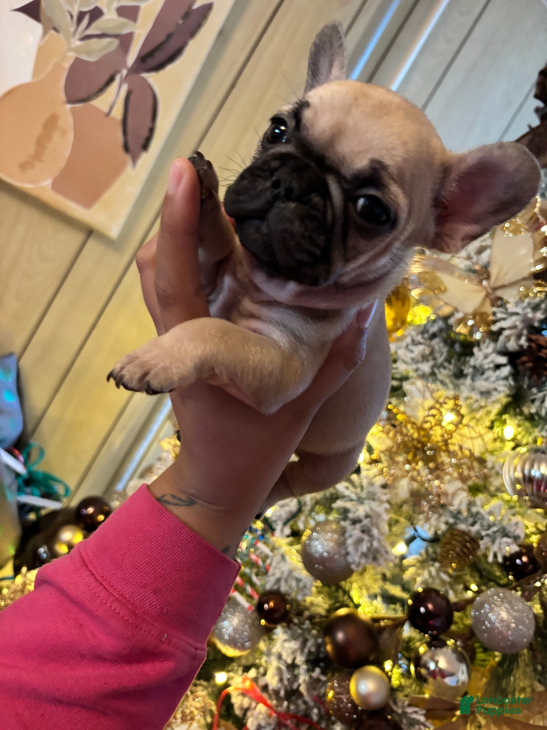 French Bulldog dogs for sale: French Bulldog Puppy 6 - Ad 2