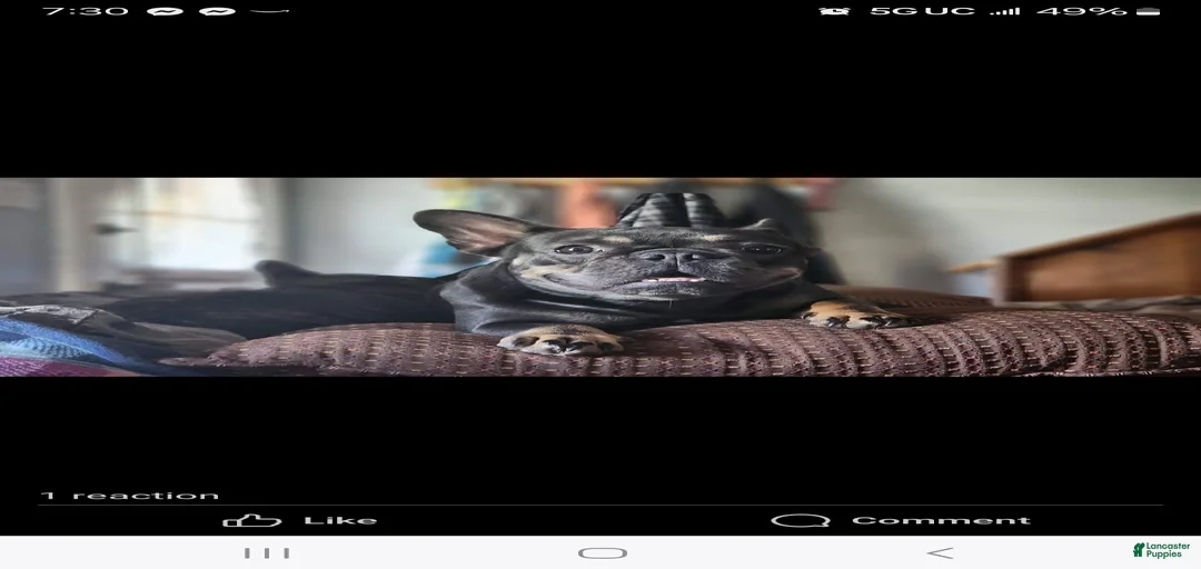 Gallery Image {{count}}