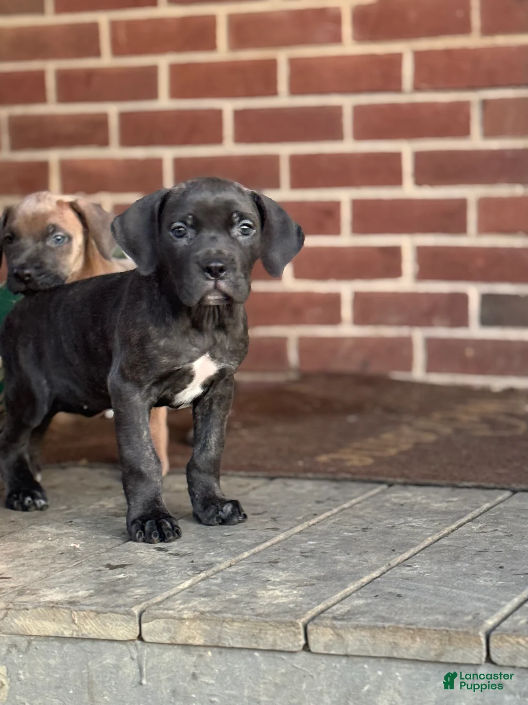 Cane Corso dogs for sale: Raven - Ad 5