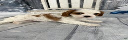 Cavalier King Charles Spaniel dogs for sale: Lucy - Ad 2