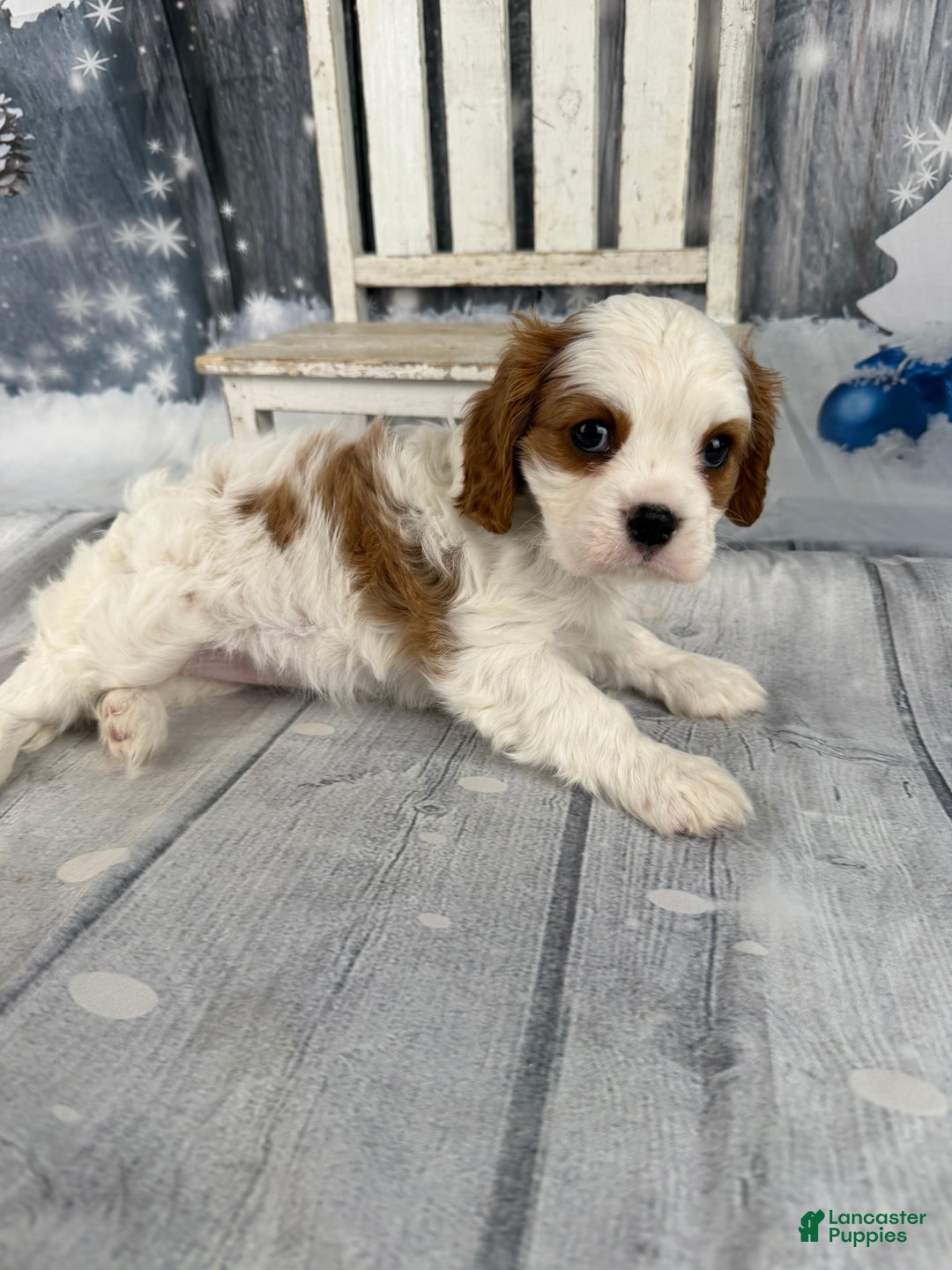 Cavalier King Charles Spaniel dogs for sale: Lucy - Ad 2