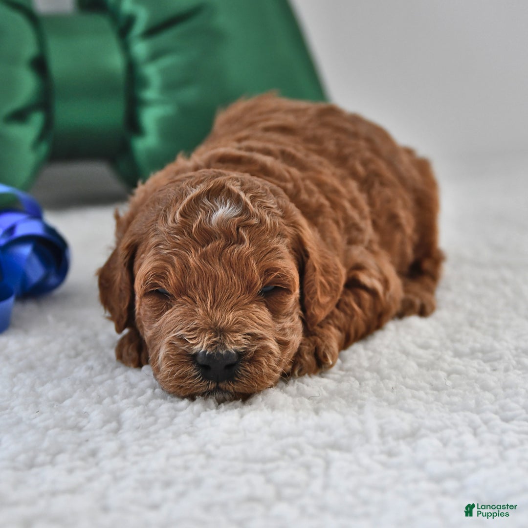 Mini Goldendoodle dogs for sale: Forest - Ad 11