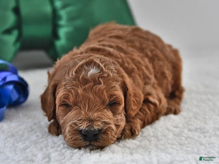 Mini Goldendoodle dogs Forest - Ad 1
