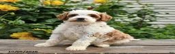 Mini Goldendoodle dogs for sale: Peter - Ad 6