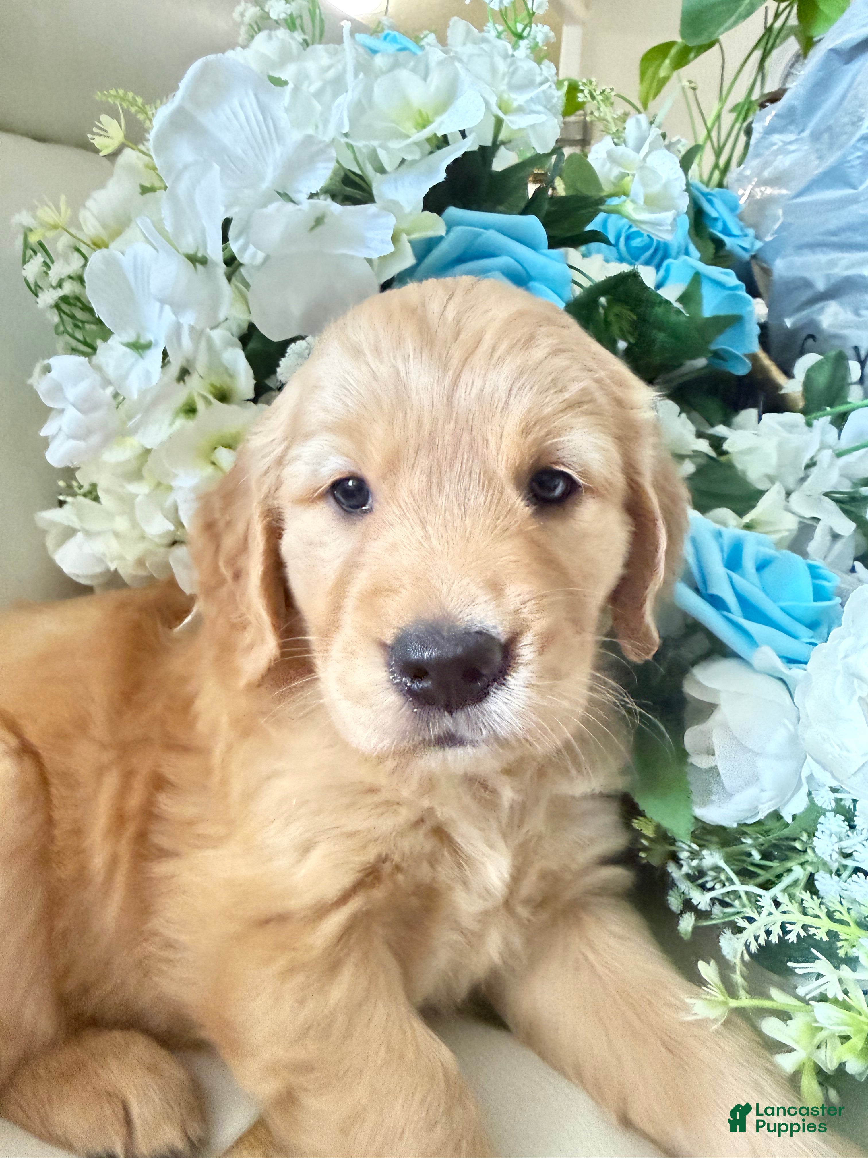 Golden Retriever dogs Golden Retriever 1 - Ad 1