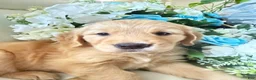 Golden Retriever dogs for sale: Golden Retriever 1 - Ad 1