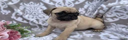 Pug dogs for sale: Roger - Ad 6