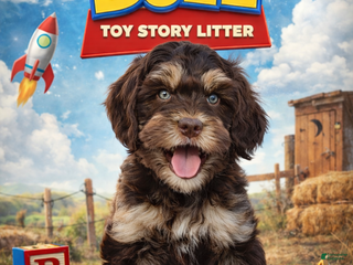 Mixed Breed dogs Buzz male cavadoodle - Ad 15